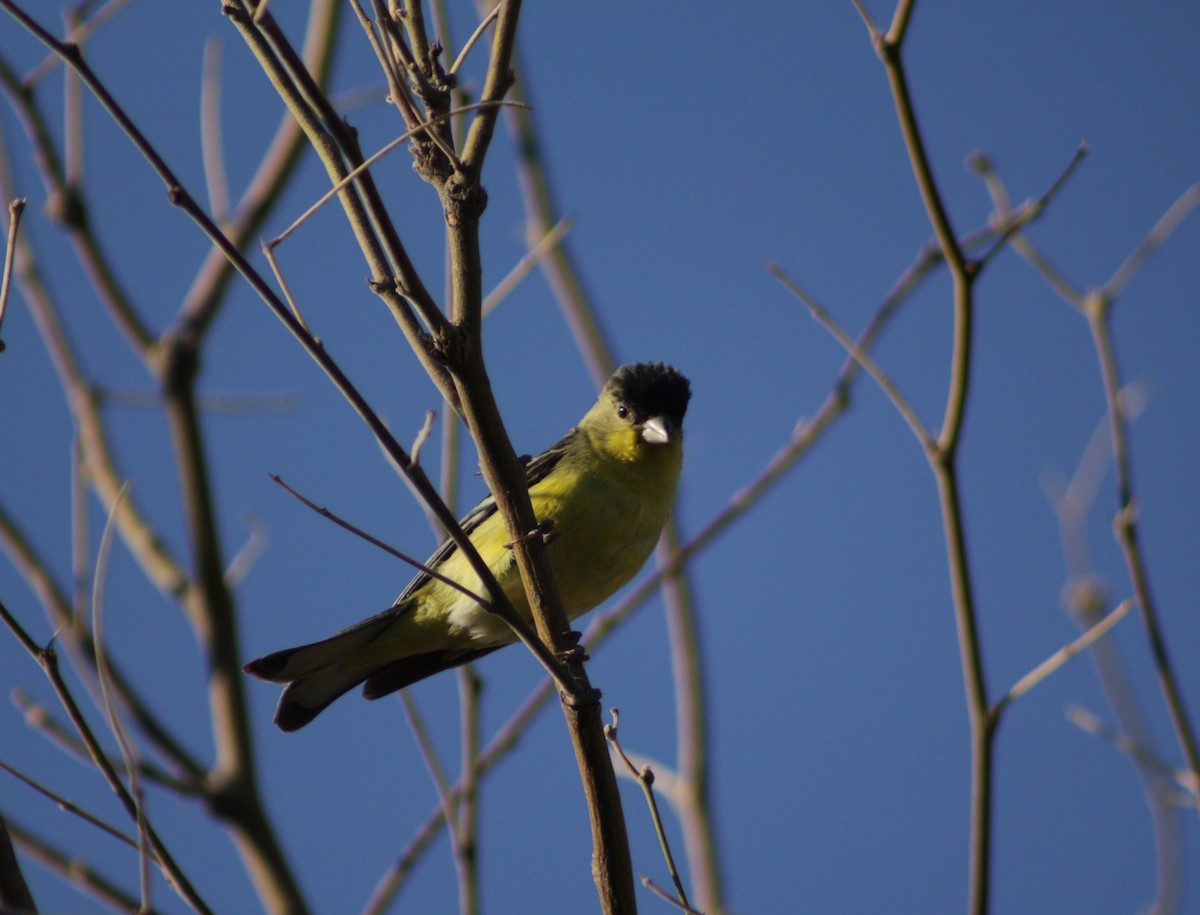 Lesser Goldfinch - ML647626983
