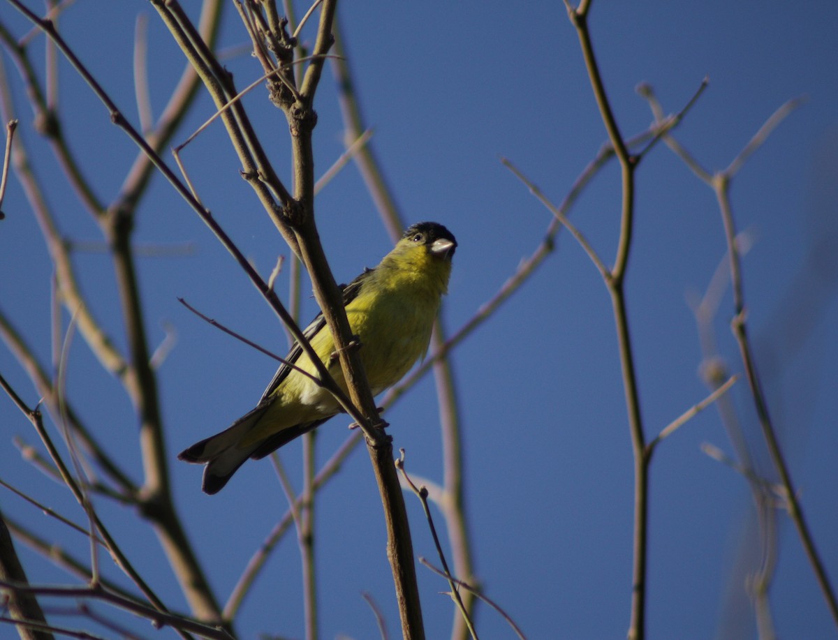 Lesser Goldfinch - ML647626984