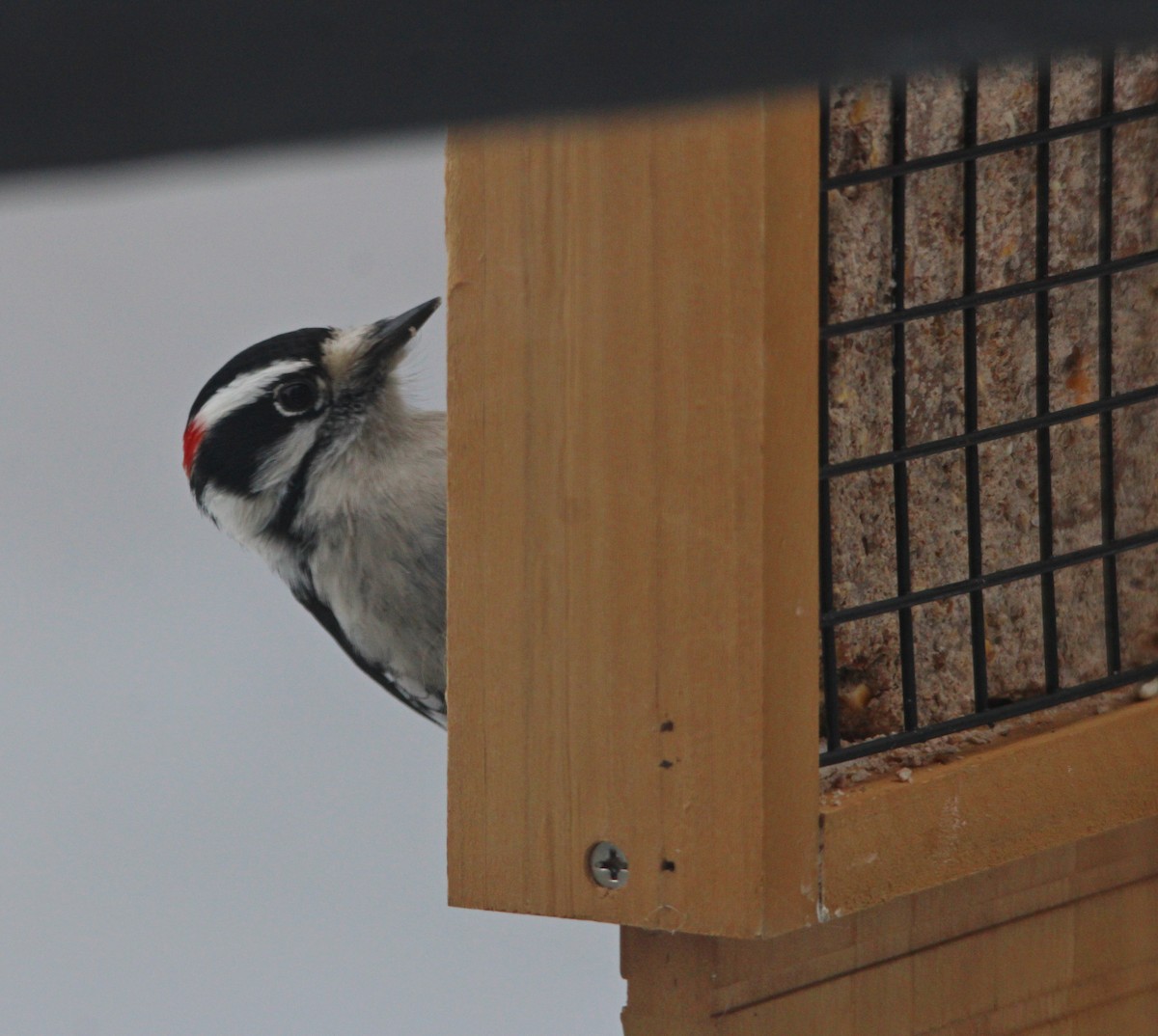 Pico Pubescente - ML647627037