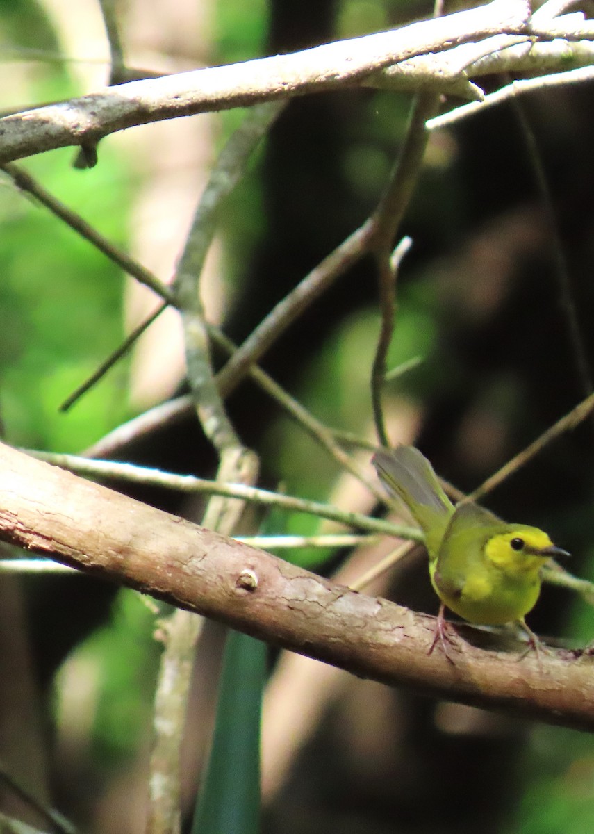 クロズキンアメリカムシクイ - ML647627041