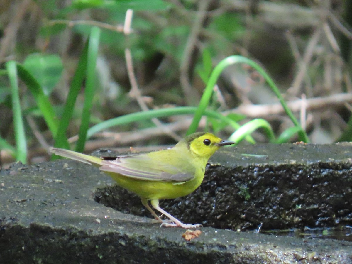 クロズキンアメリカムシクイ - ML647627043