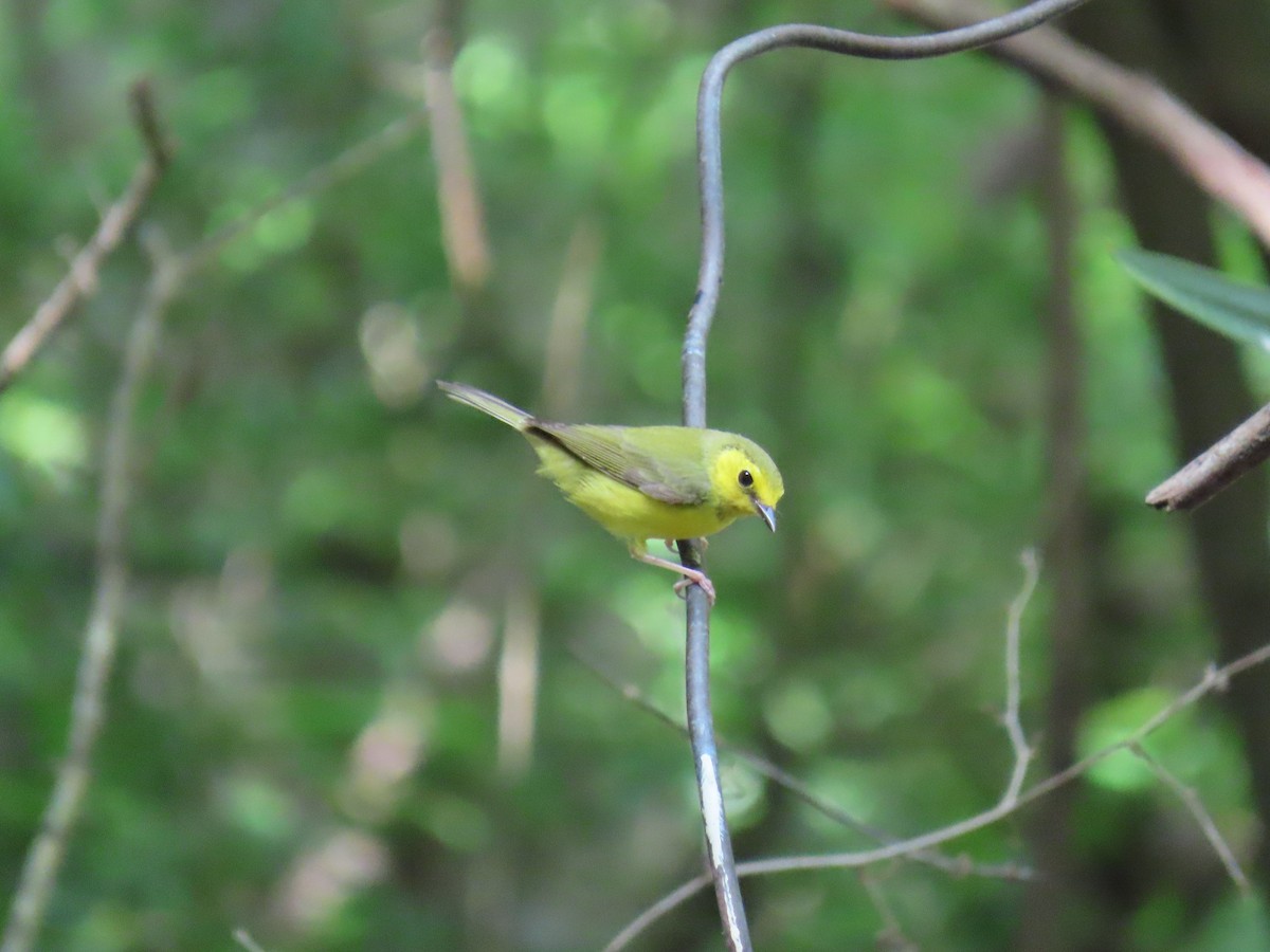 クロズキンアメリカムシクイ - ML647627044