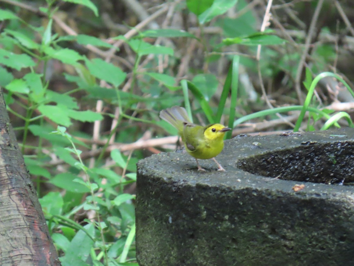 クロズキンアメリカムシクイ - ML647627045