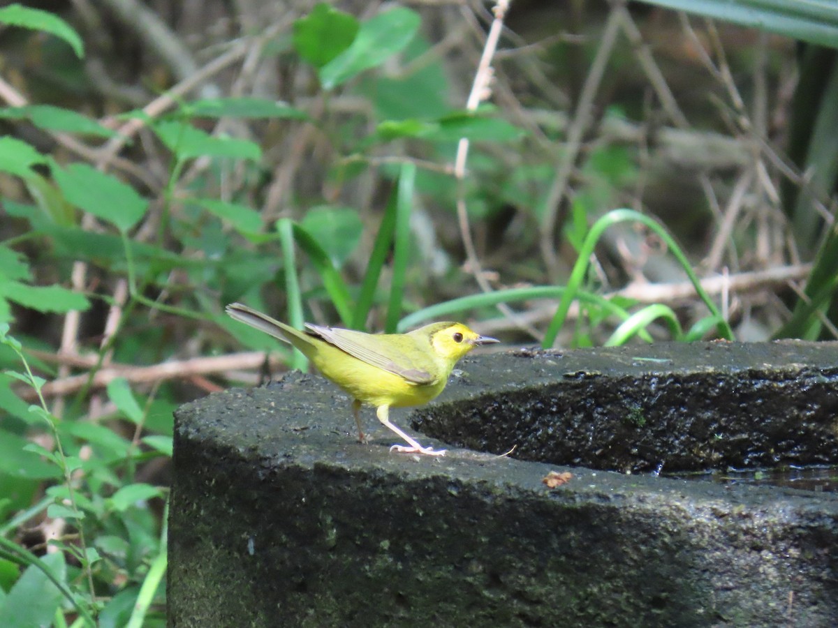 クロズキンアメリカムシクイ - ML647627046