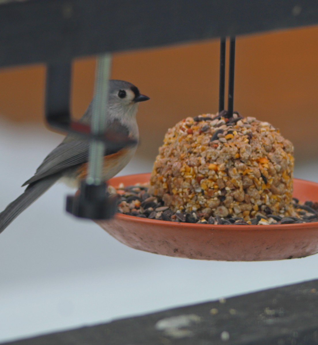 Herrerillo Bicolor - ML647627049