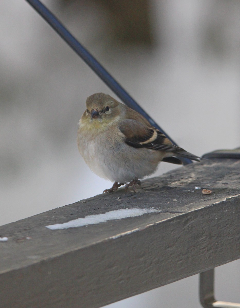 Jilguero Yanqui - ML647627062