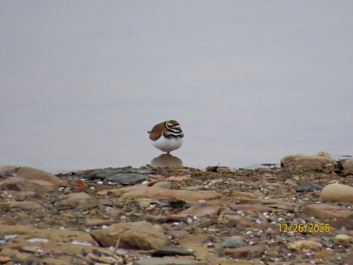 Пісочник крикливий - ML647627063