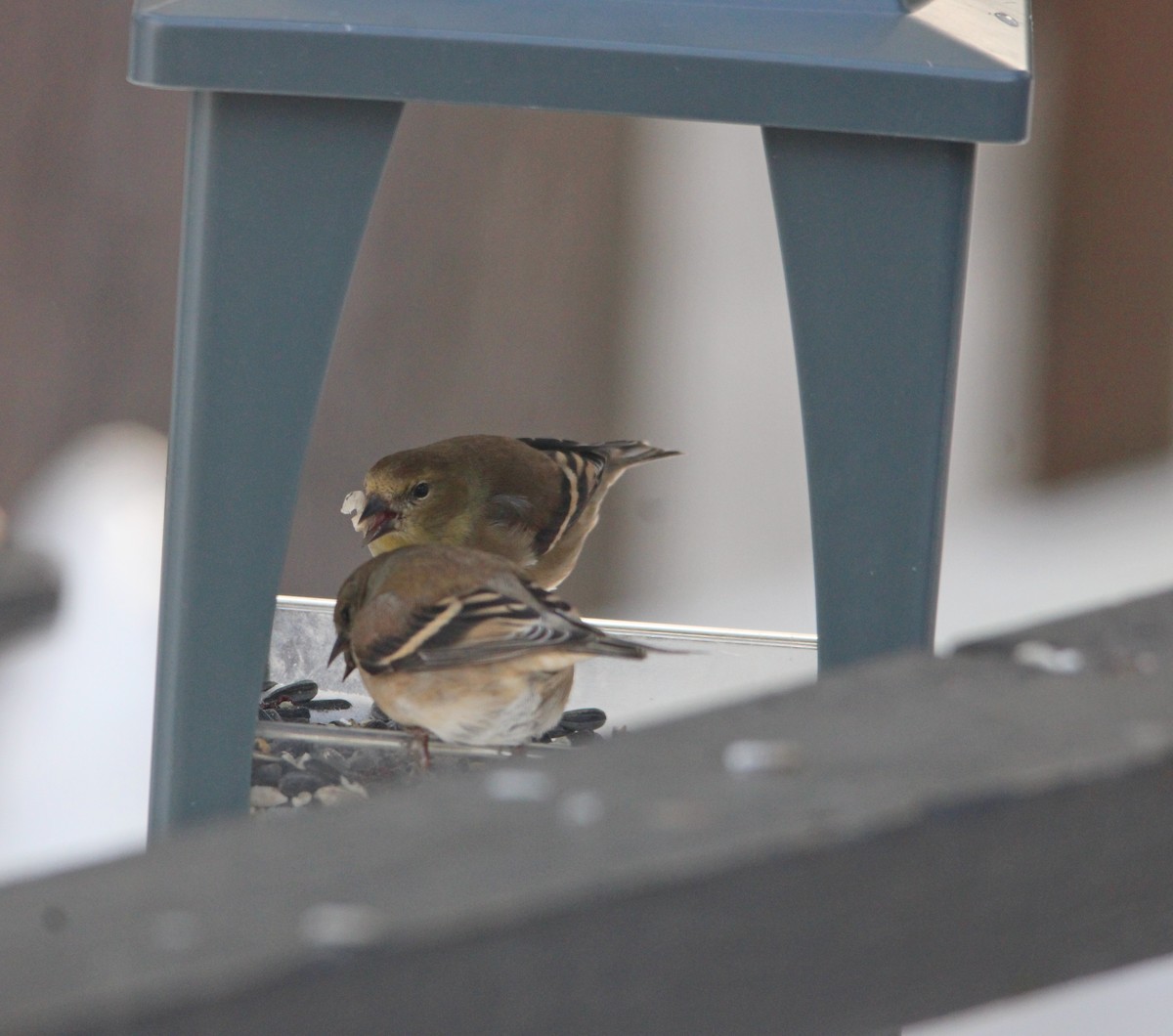 Jilguero Yanqui - ML647627064