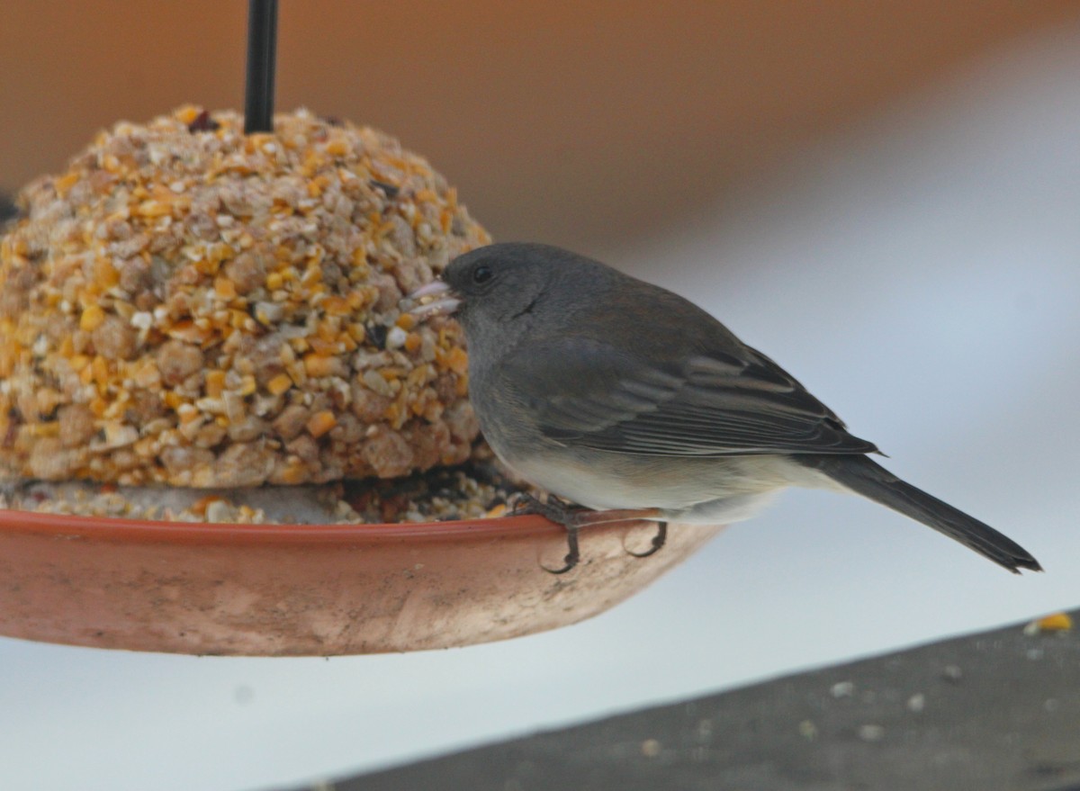 Junco Ojioscuro - ML647627065
