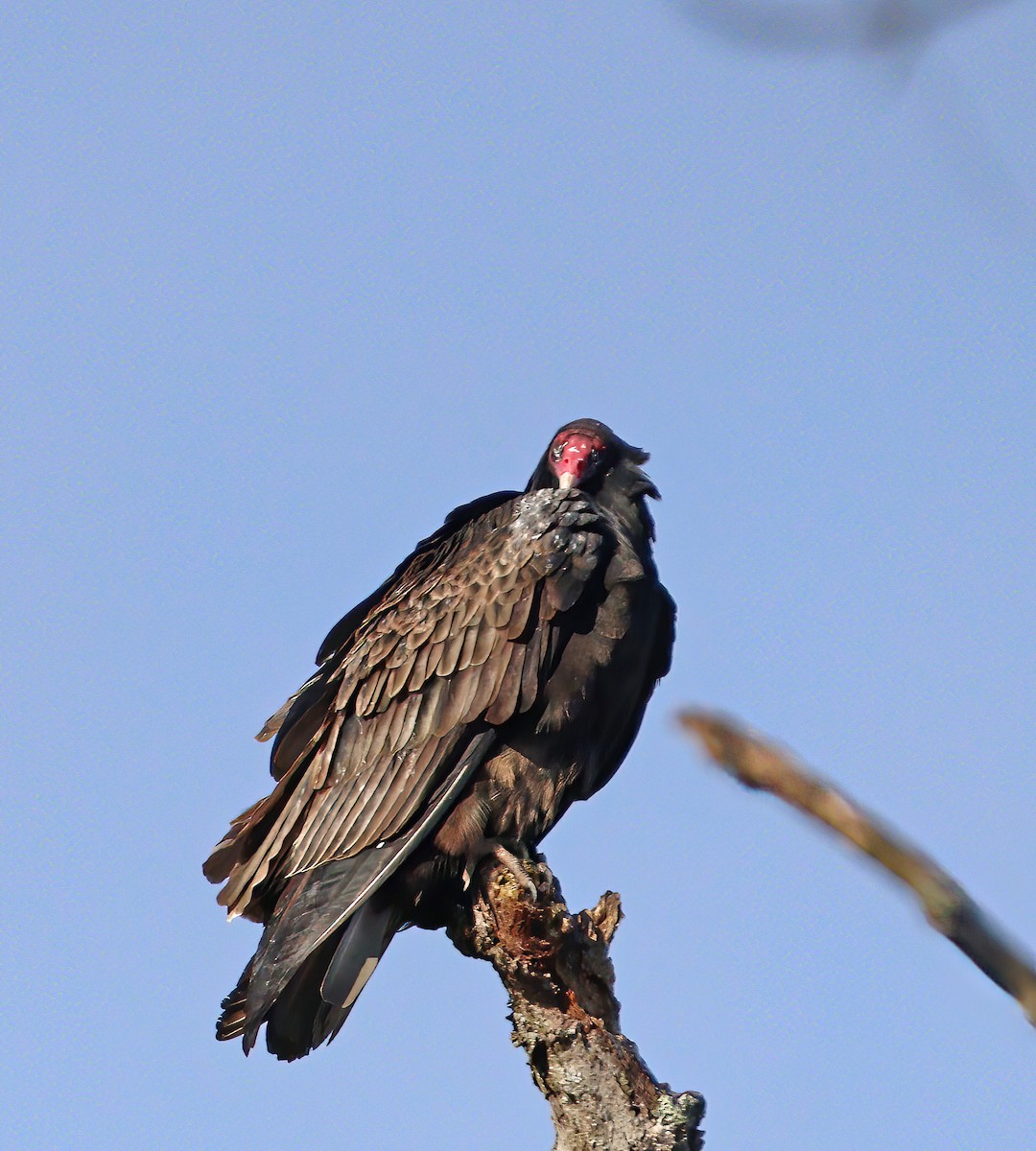 Катарта червоноголова - ML647627089