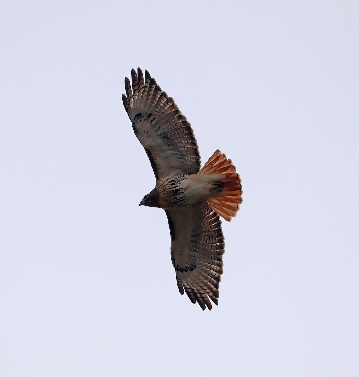 Канюк неоарктичний - ML647627093