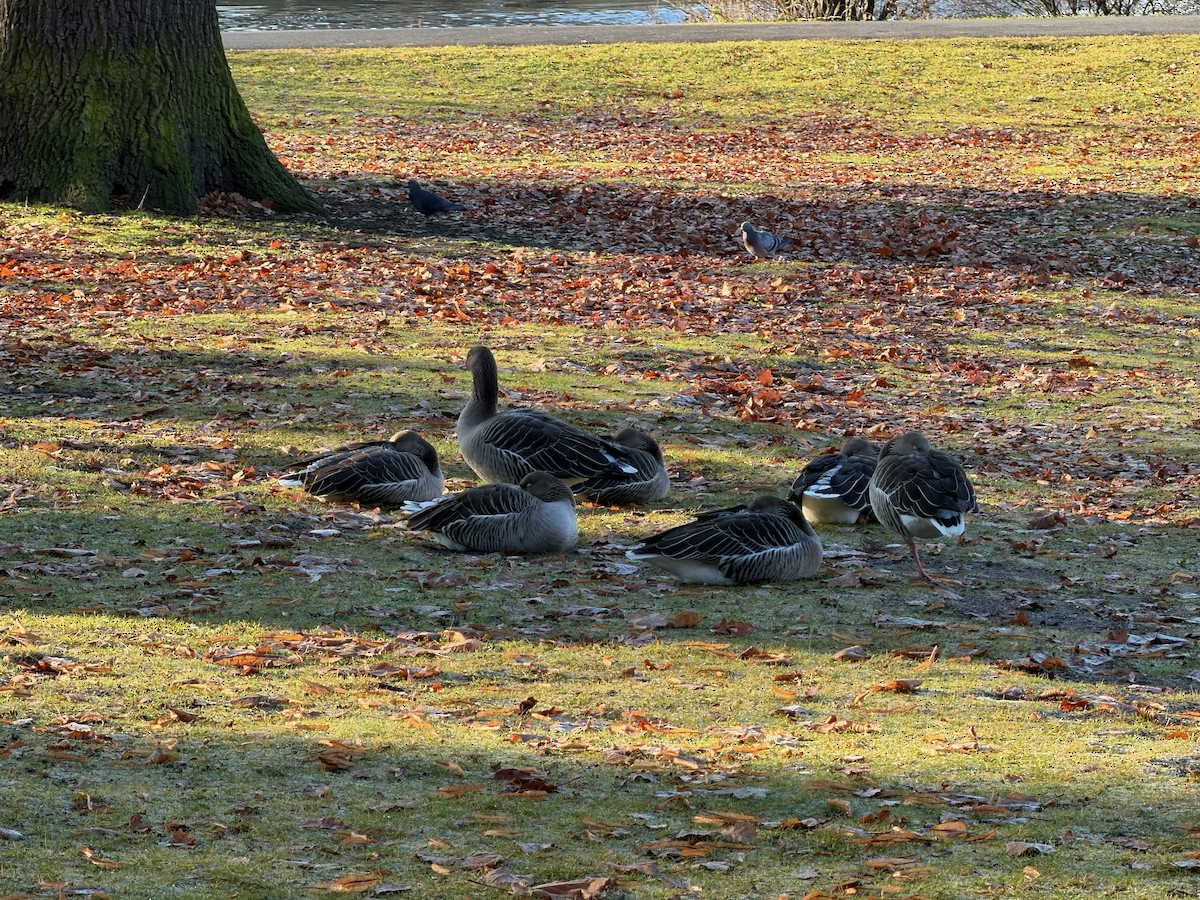 Oie cendrée - ML647627101