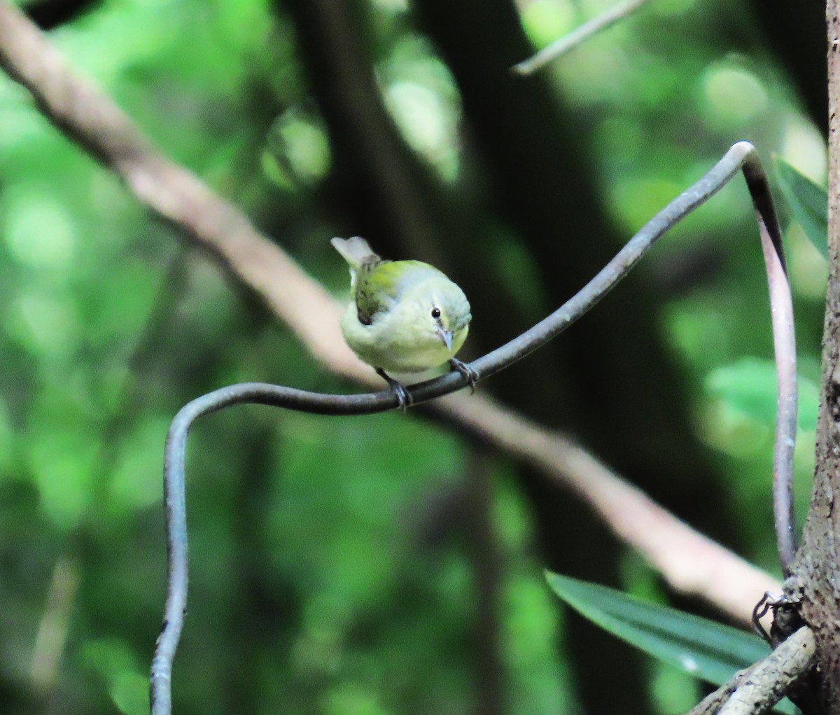 Tennessee Warbler - ML647627111