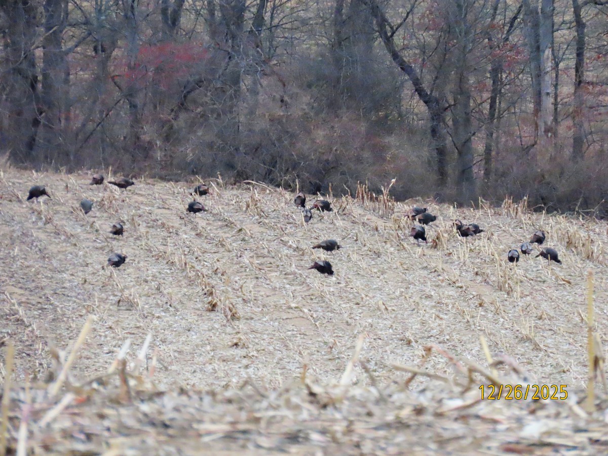 Індик великий - ML647627119