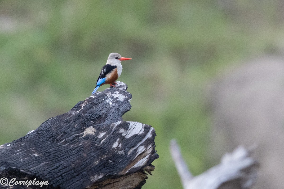 Gray-headed Kingfisher - ML647627126