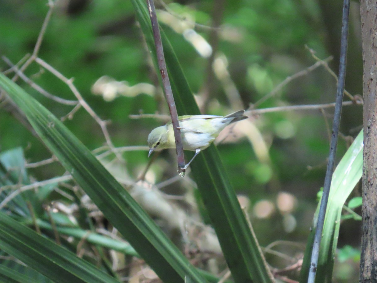 Tennessee Warbler - ML647627128