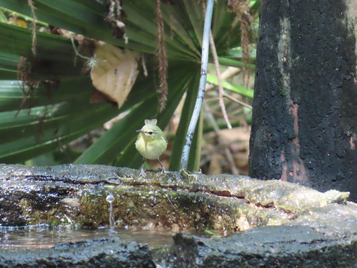 Tennessee Warbler - ML647627139