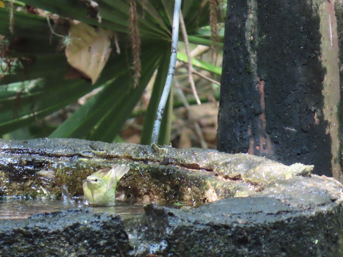 Tennessee Warbler - ML647627140