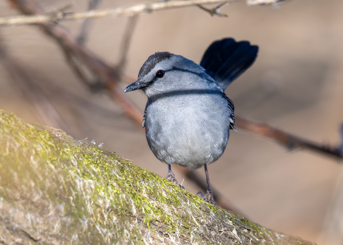 Пересмішник сірий - ML647627155