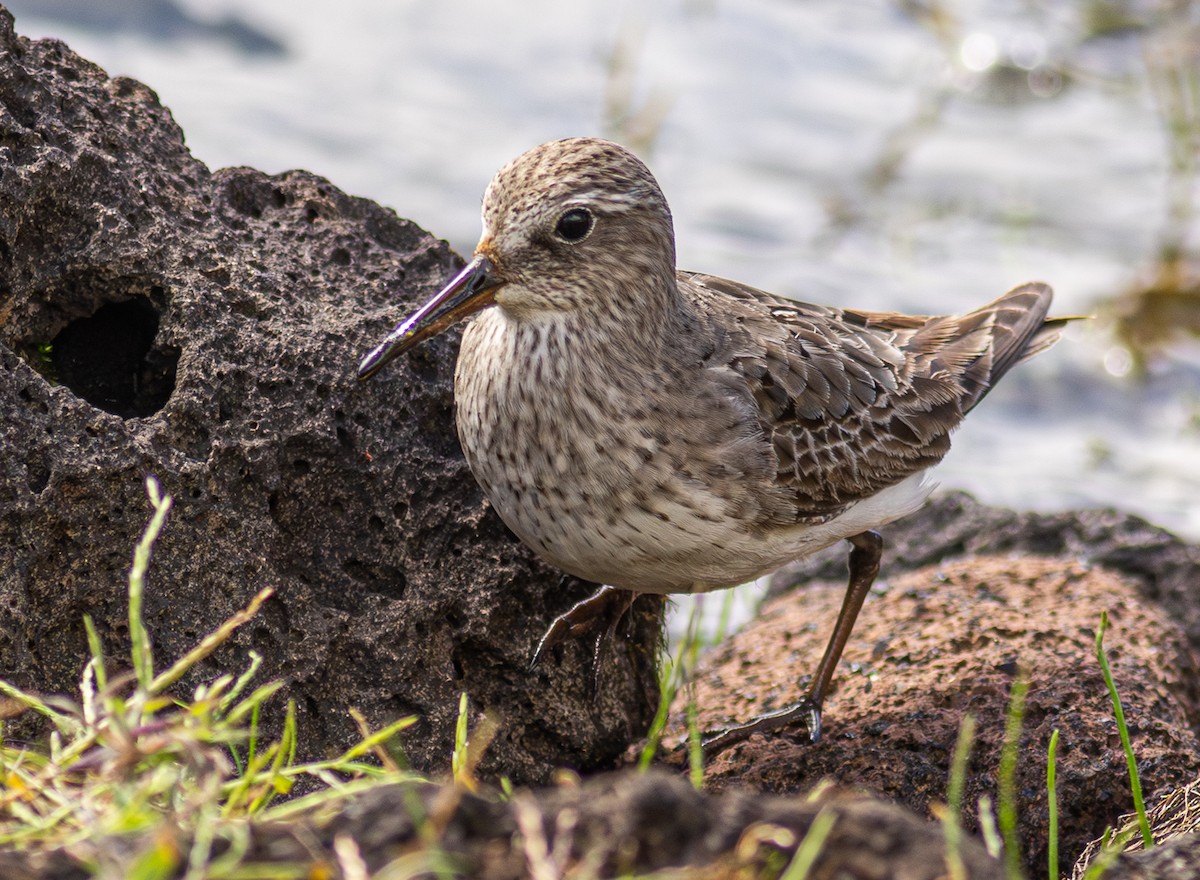 コシジロウズラシギ - ML647627156