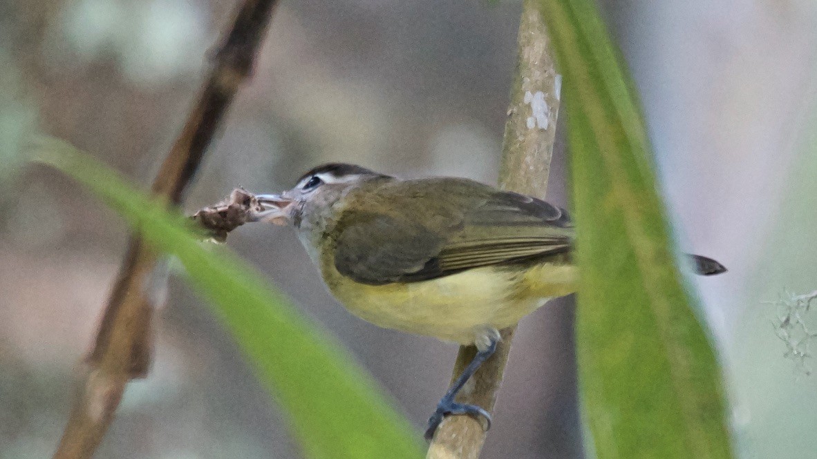 Brown-capped Vireo - ML647627171