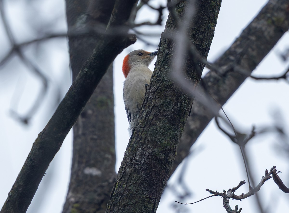 Carolinaspecht - ML647627193