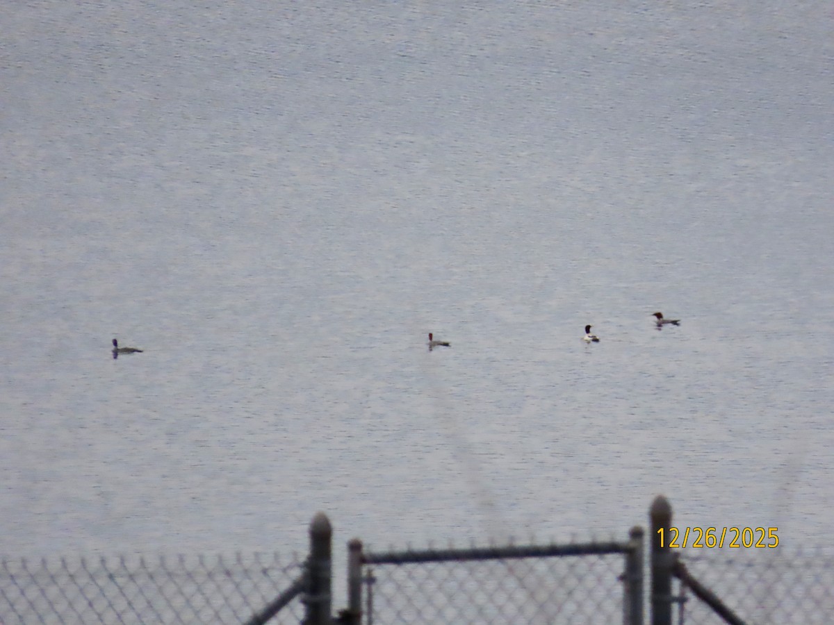 Крех великий - ML647627201