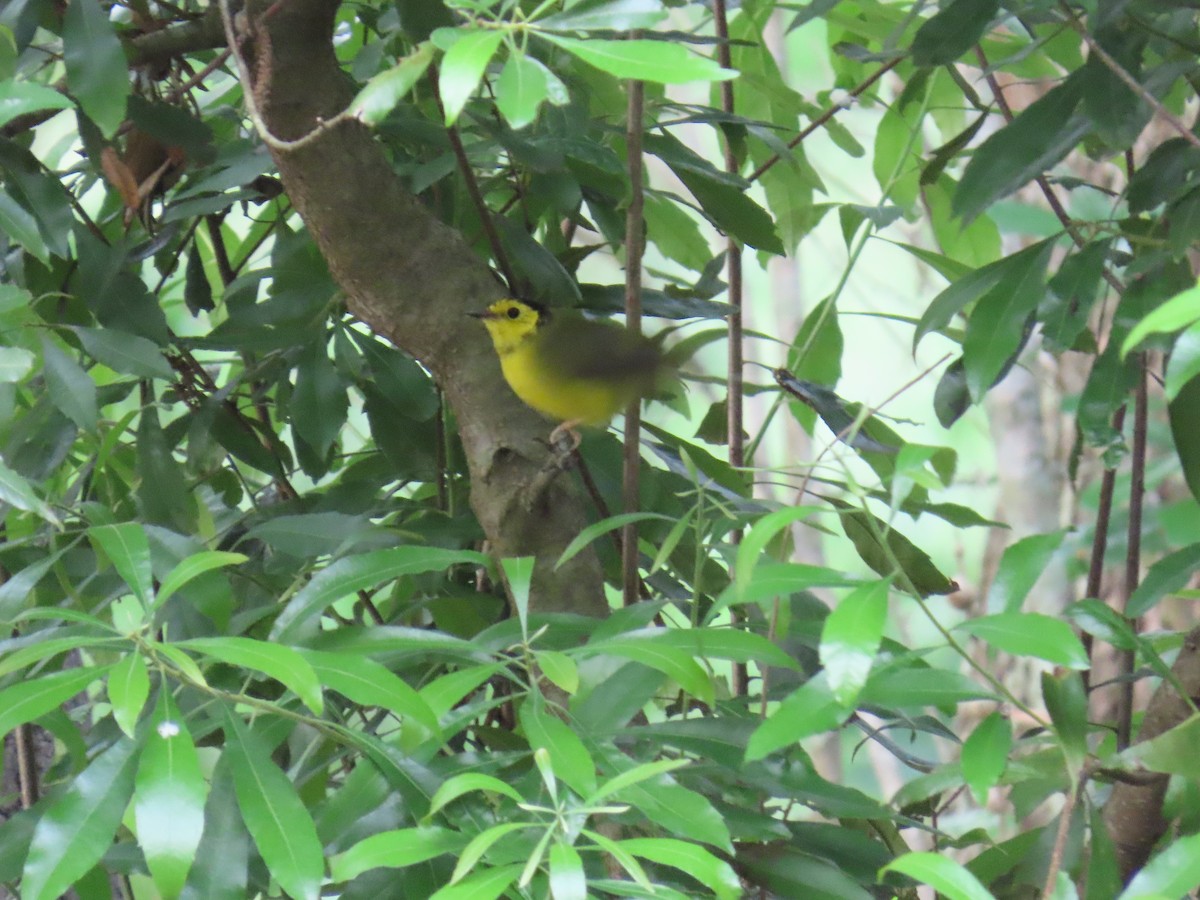 クロズキンアメリカムシクイ - ML647627206