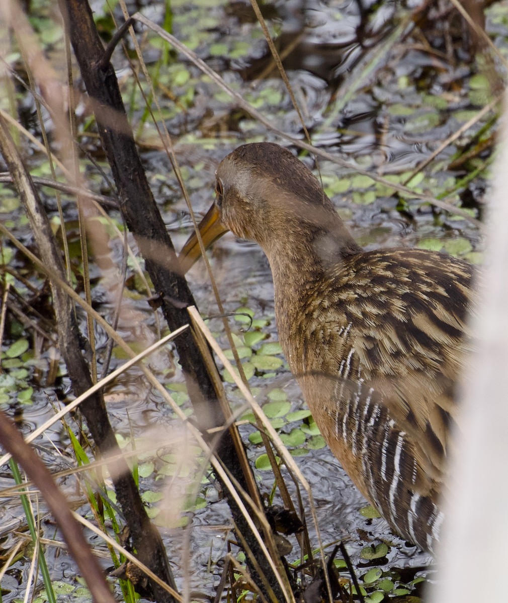 Virginia Rail - ML647627279