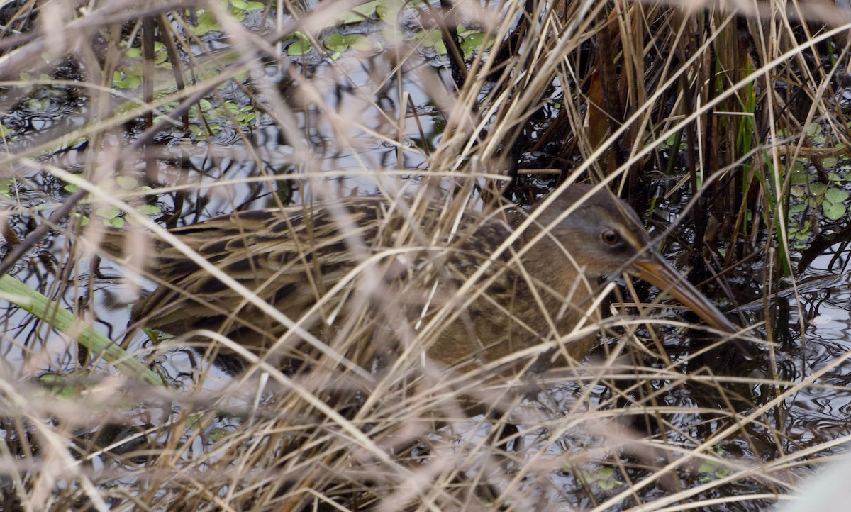 Virginia Rail - ML647627280