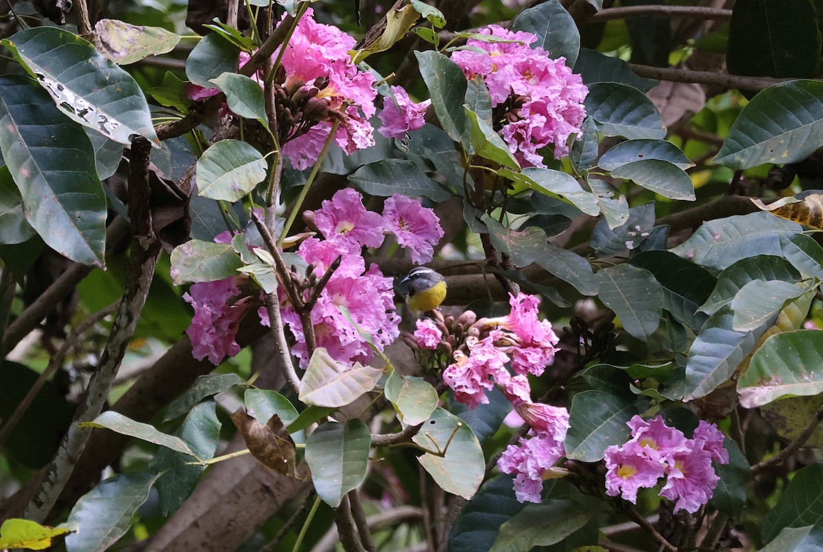 Sucrier à ventre jaune - ML647627294