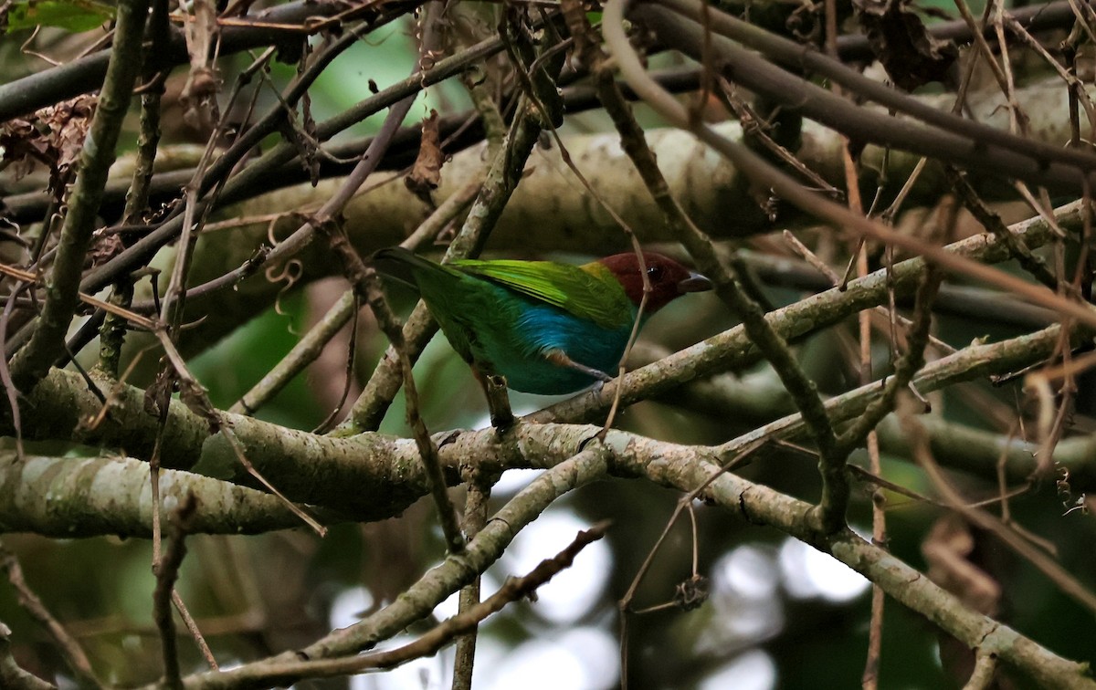 Bay-headed Tanager - ML647627307