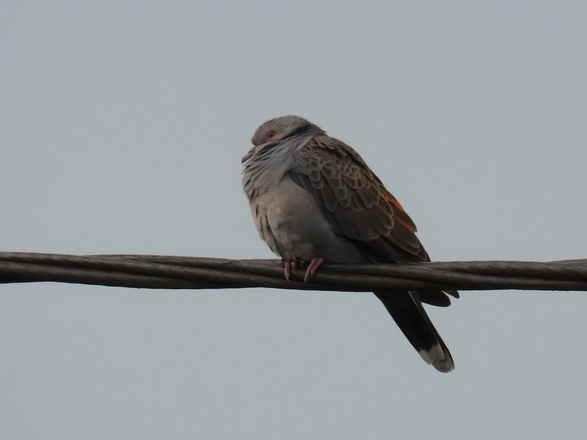 Dusky Turtle-Dove - ML647627311