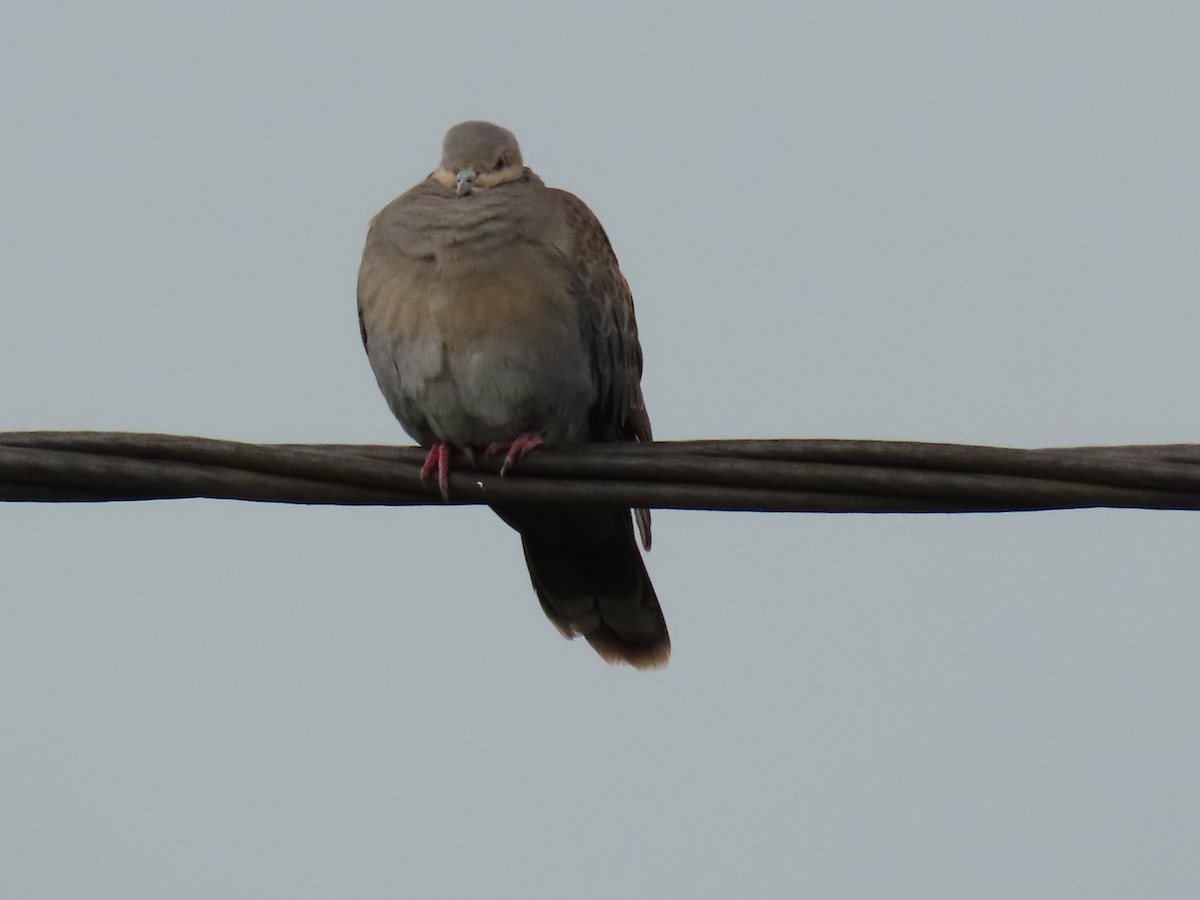 Dusky Turtle-Dove - ML647627312