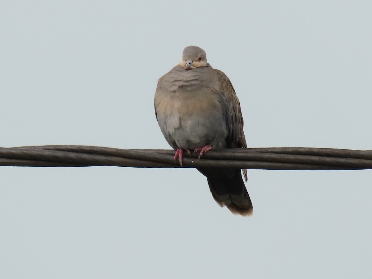 Dusky Turtle-Dove - ML647627313