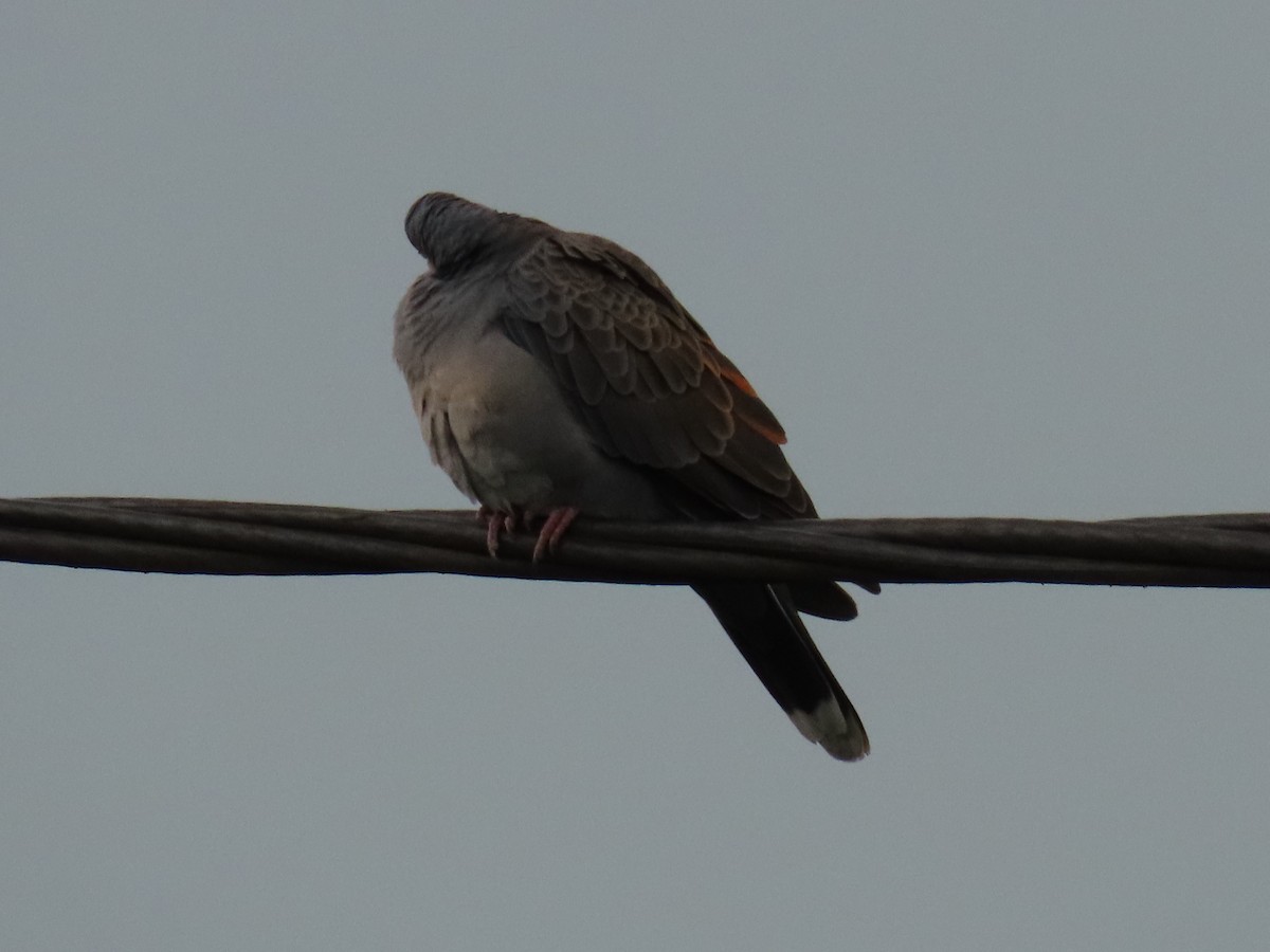 Dusky Turtle-Dove - ML647627314