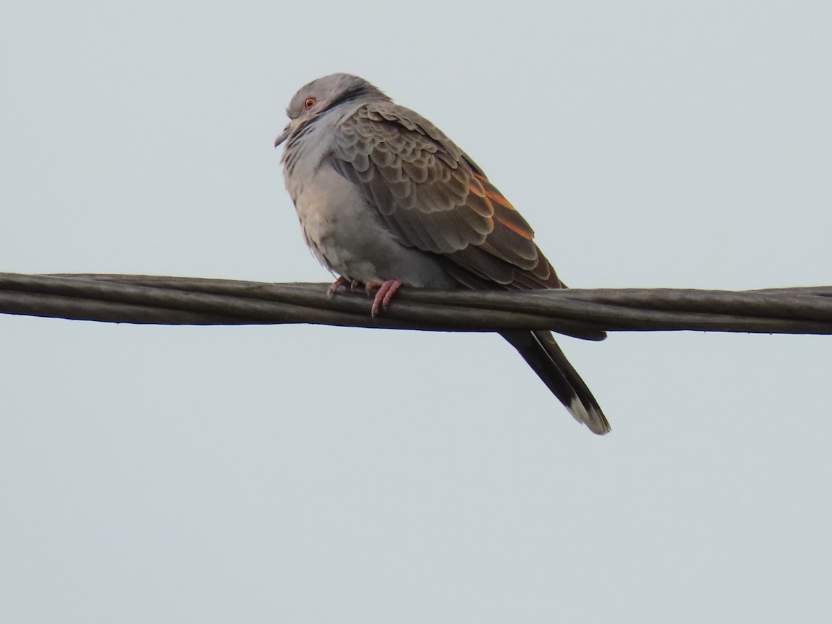 Dusky Turtle-Dove - ML647627317