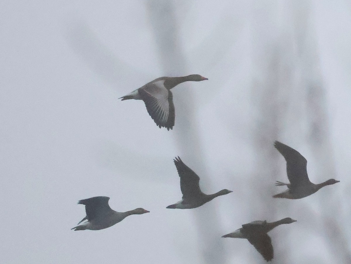 Oie cendrée - ML647627326