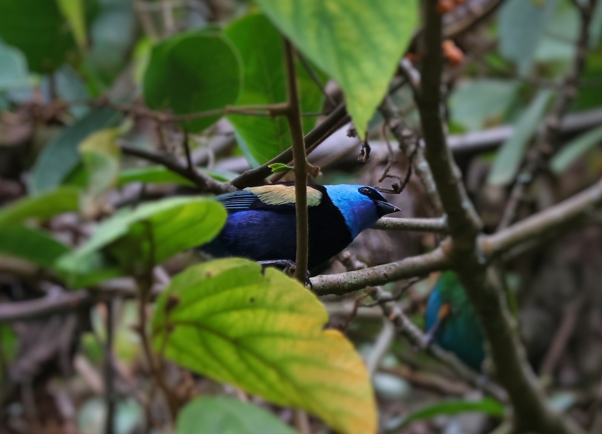 Blue-necked Tanager - ML647627332