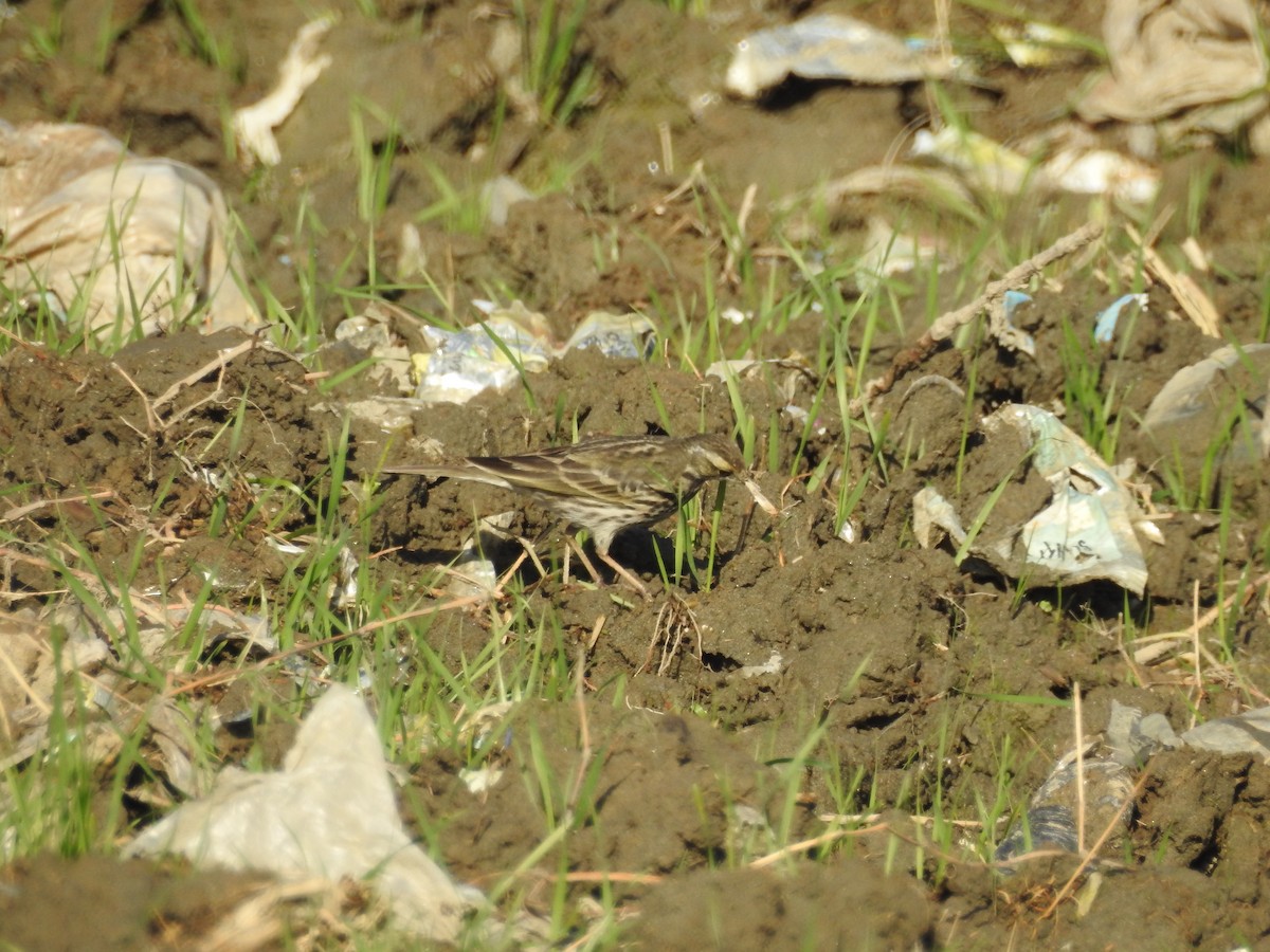 Rosy Pipit - ML647627338