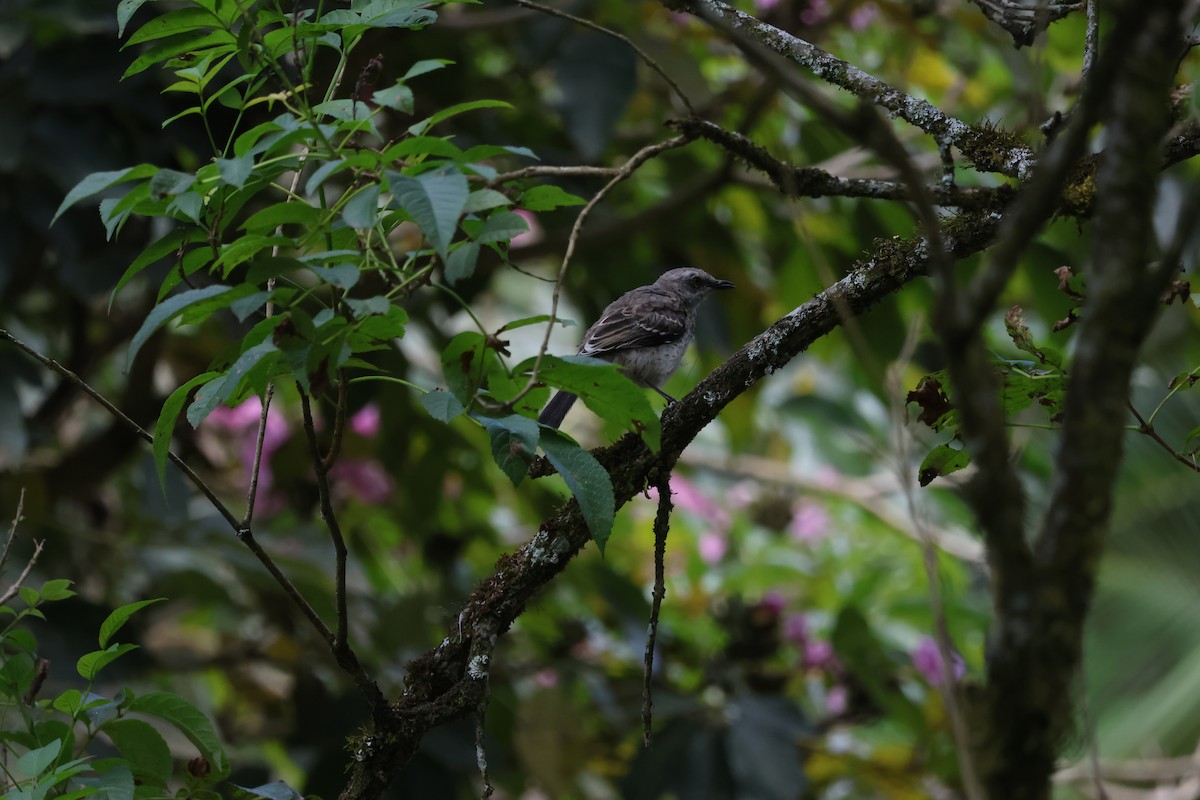 Tropikal Taklitçi - ML647627358