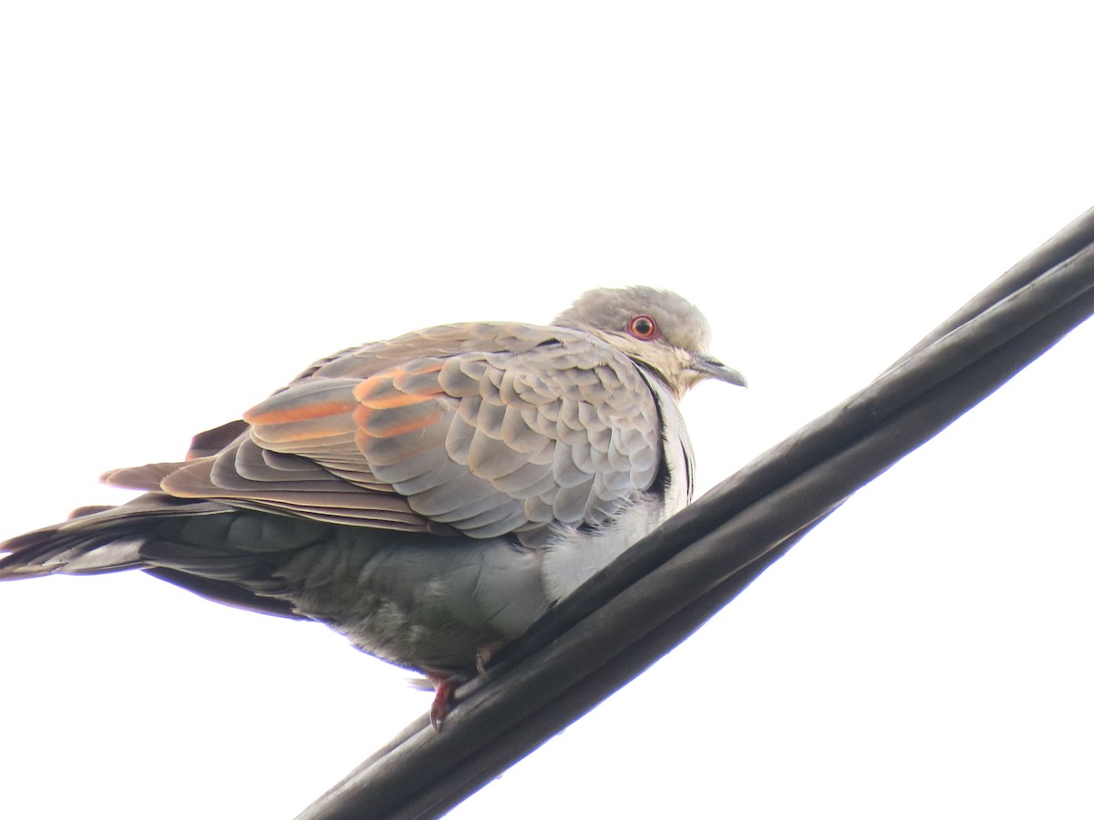 Dusky Turtle-Dove - ML647627367