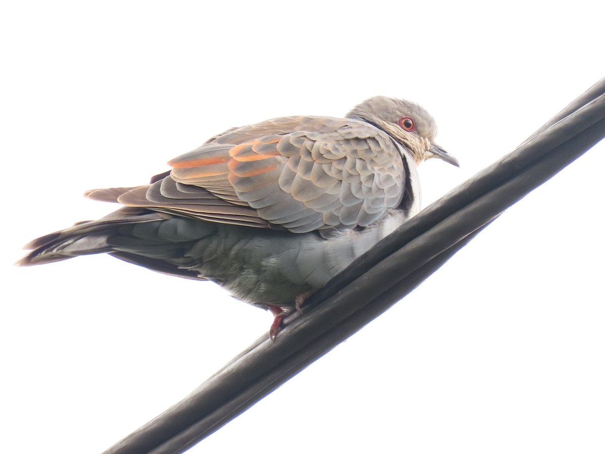 Dusky Turtle-Dove - ML647627368