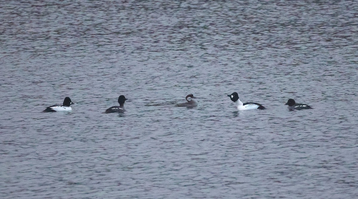 מרגון גמדי - ML647627410