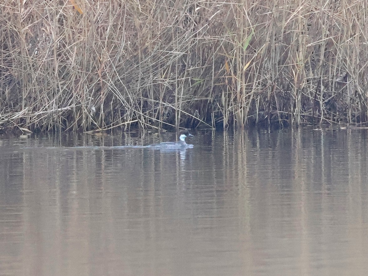מרגון גמדי - ML647627417