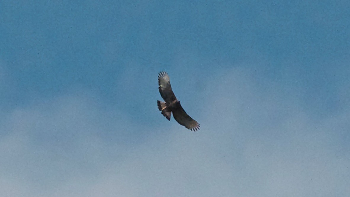 Black-and-chestnut Eagle - ML647627449