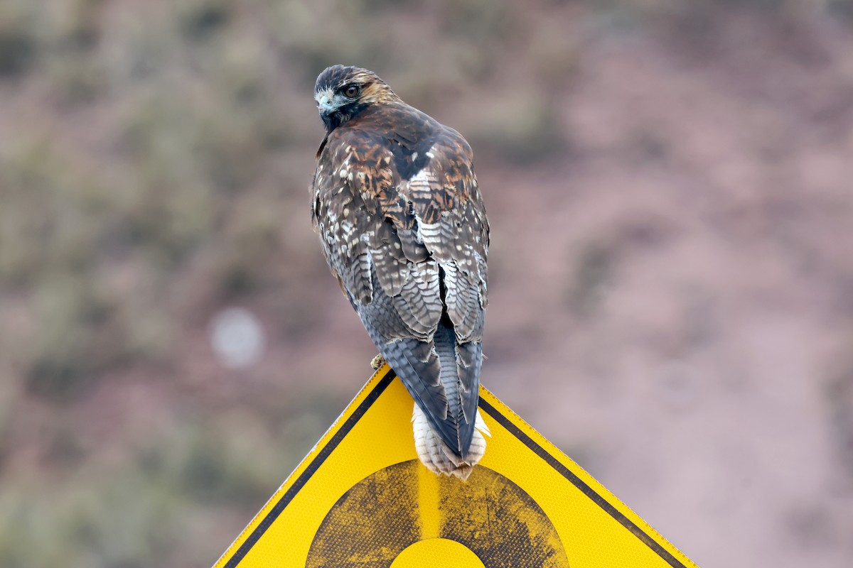 Variable Hawk - ML647627496