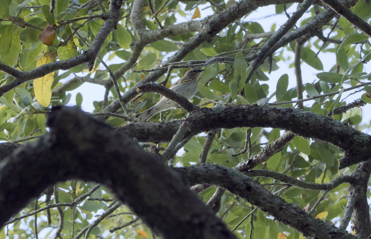 Yellow-rumped Warbler - ML647627520