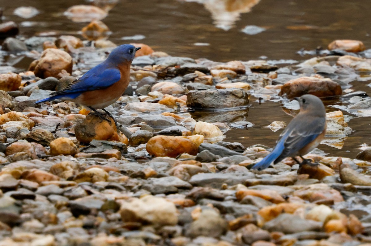 Eastern Bluebird - ML647627521