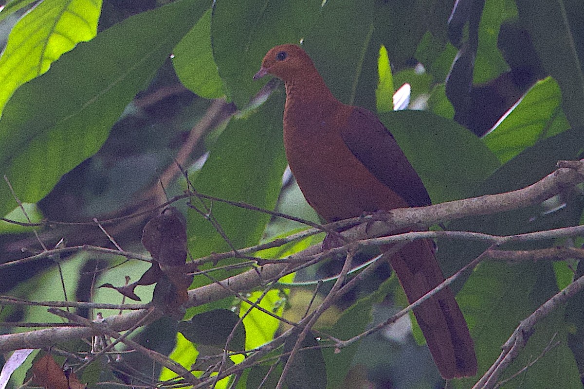 Little Cuckoo-Dove - ML647627522
